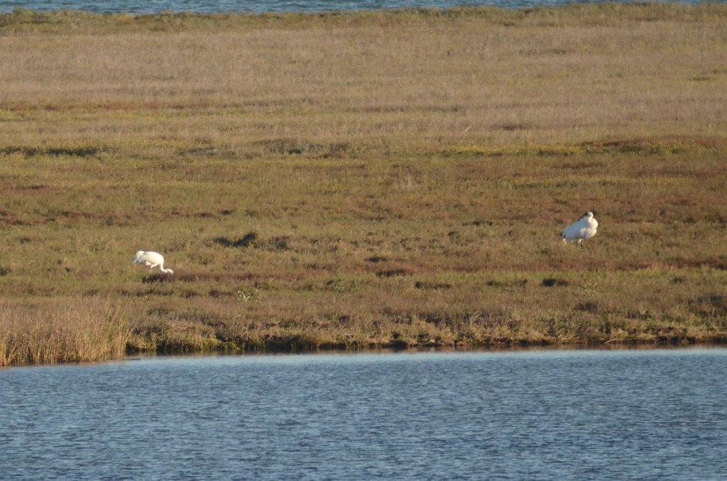 Crane, Whooping, 2013-01105505 Aransas NWR, TX Aransas NWR, TX.JPG - Whooping Crane. Aransas National Wildlife Refuge, TX, 1-10-2013